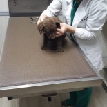 Dr- Wells doing a puppy exam